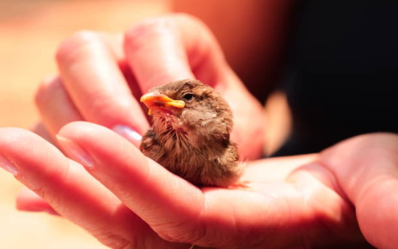 Vastu Tips: अगर घर पर दिख जाएं ये पक्षी तो खुद को समझें खुश किस्मत, जल्द शुरू होगा अच्छा समय