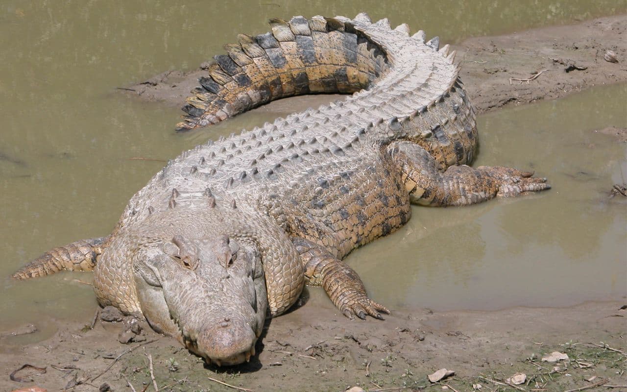Crocodile News: बिहार के बगहा में महिलाओं के बीच पहुंच गया मगरमच्छ, बेतिया में हंस को बना लिया अपना निवाला