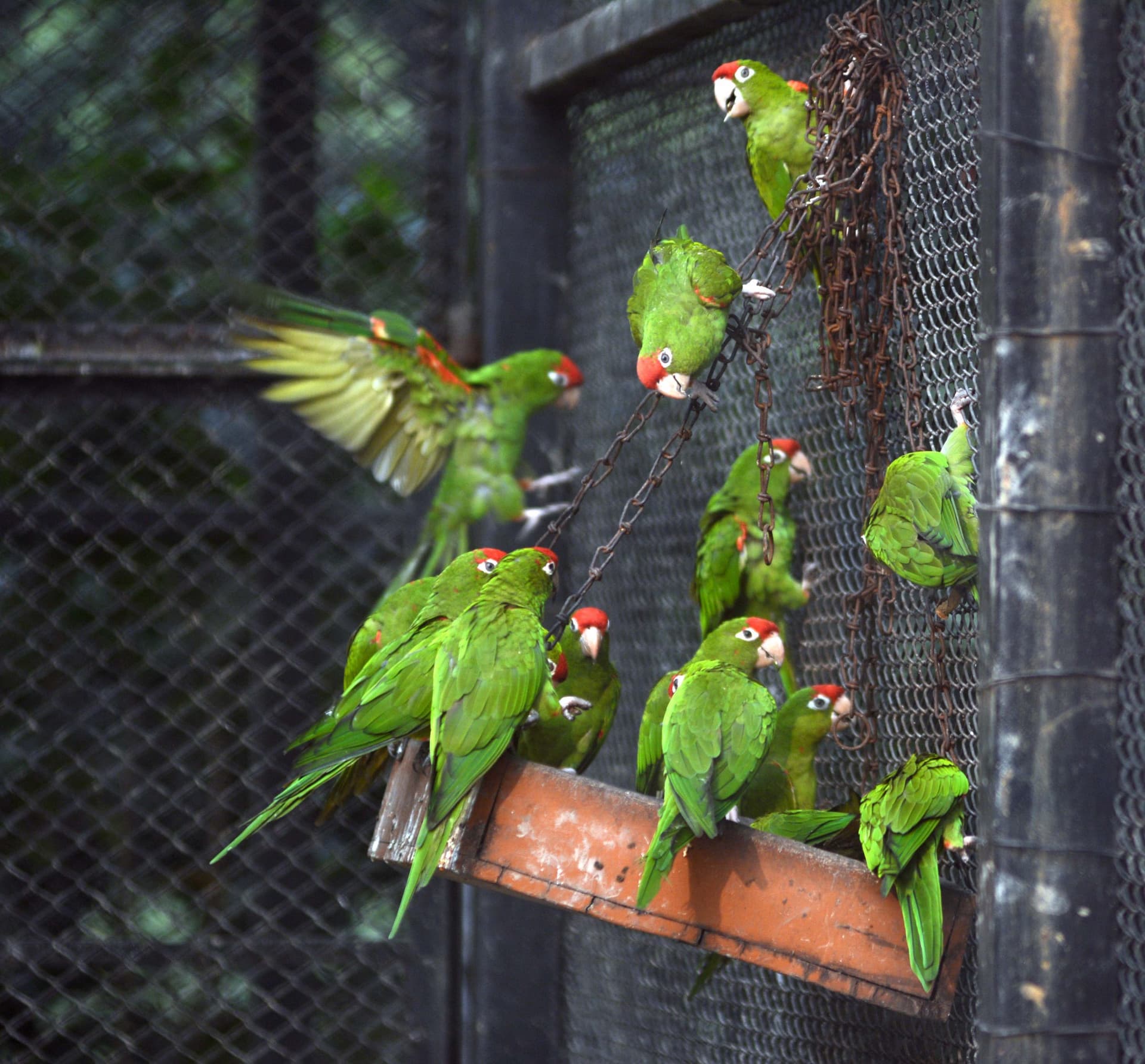 Kolkata Zoological Garden : अलीपुर जू में ‘वॉक-इन बर्ड एवियरी’ बना लोगों की पहली पसंद