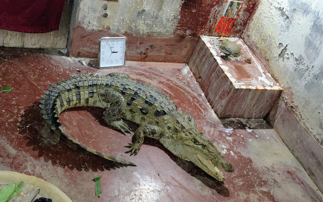 Bhagalpur: घर के आंगन में आराम फरमा रहा था मगरमच्छ, 4 घंटे के रेस्क्यू के बाद पकड़ाया