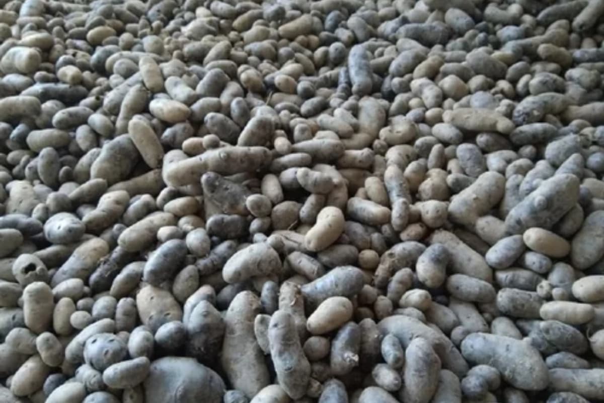 Black black Potatoes Black black Potatoes