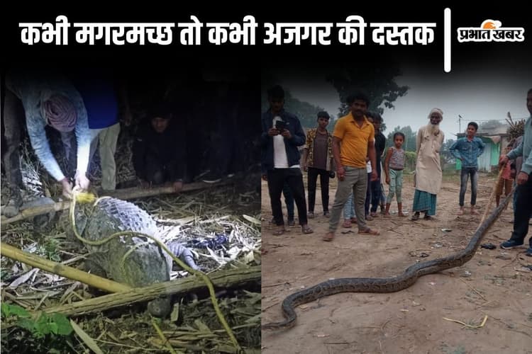 Photos: बिहार के इस इलाके में मगरमच्छ और अजगर का है आतंक, खतरनाक रसेल वाइपर से भी है खौफ...
