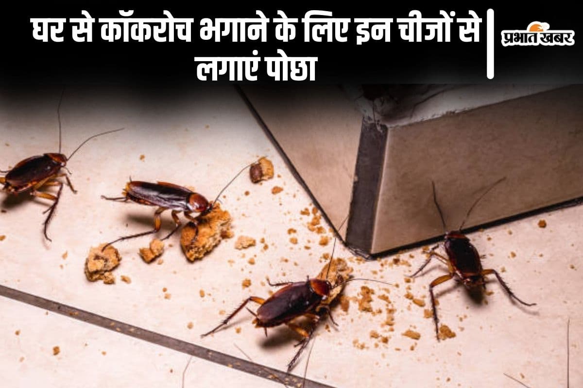 Cleaning Tips: घर से कॉकरोच भगाने के लिए इन चीजों से लगाएं पोछा