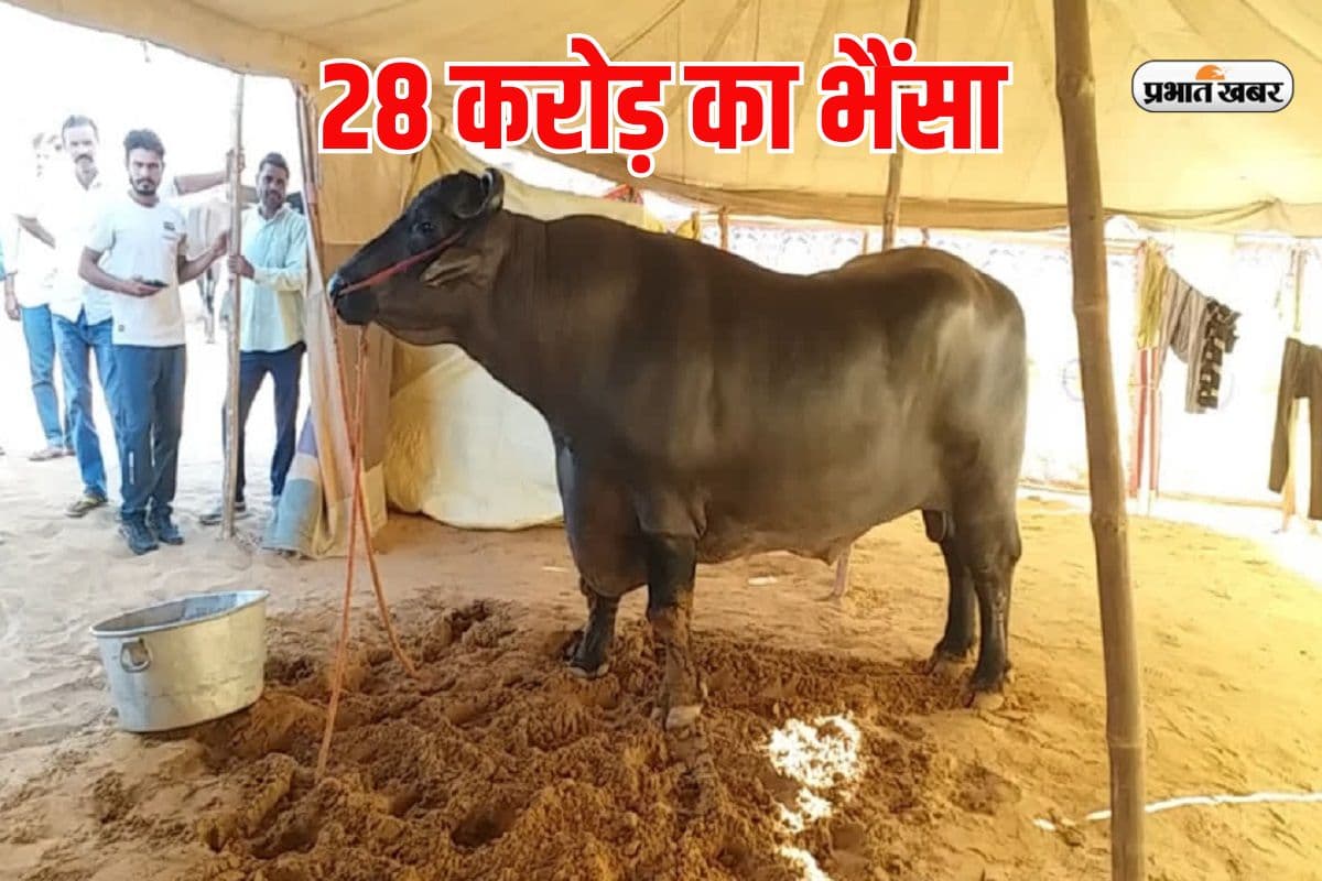 रोजाना 1500 का ड्राईफ्रूट खाता है 28 करोड़ का भैंसा, पुष्कर मेले में मचा रहा धूम