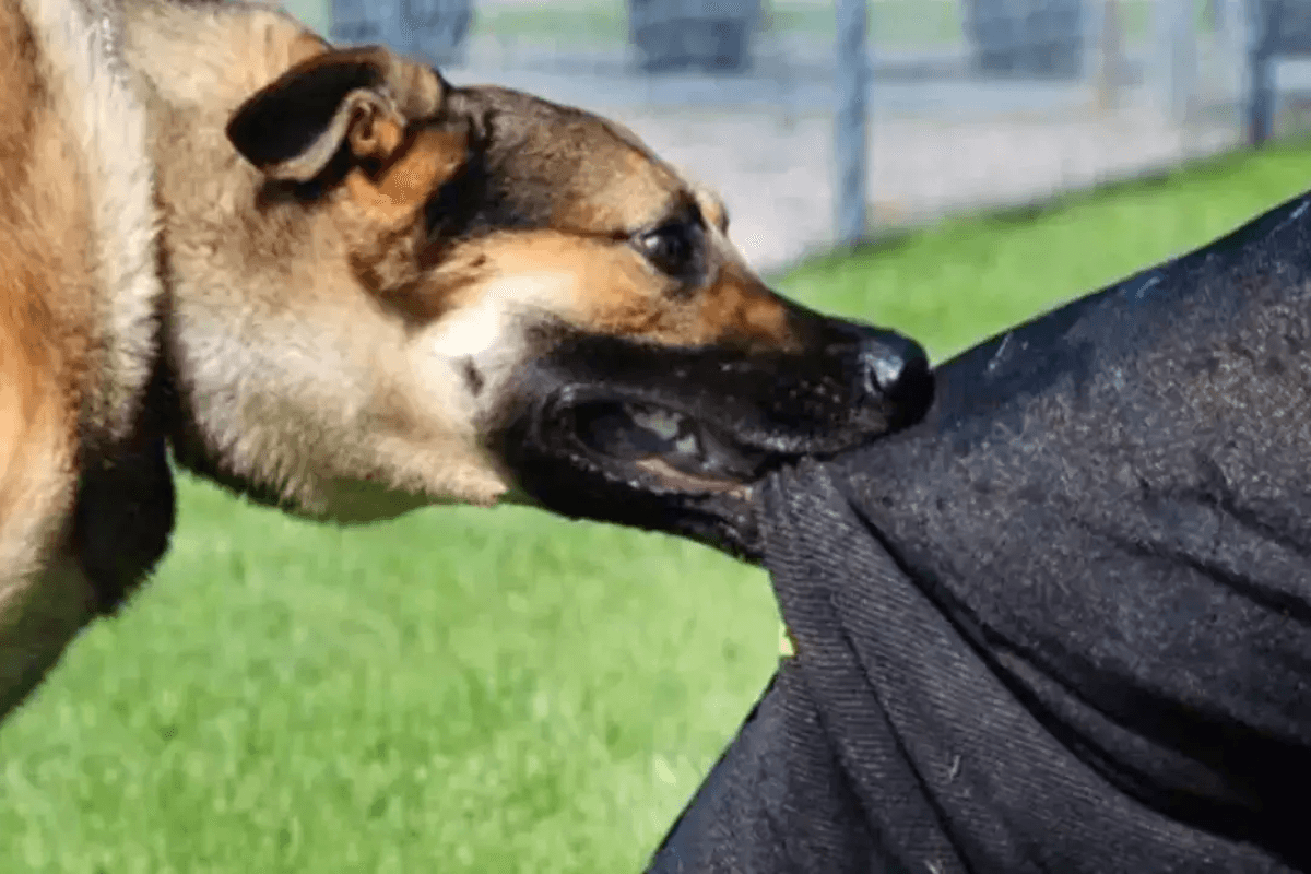 Muzaffarpur News: आवारा कुत्तों ने मासूम को नोचा, कान सहित सिर की एक परत कर दी गायब