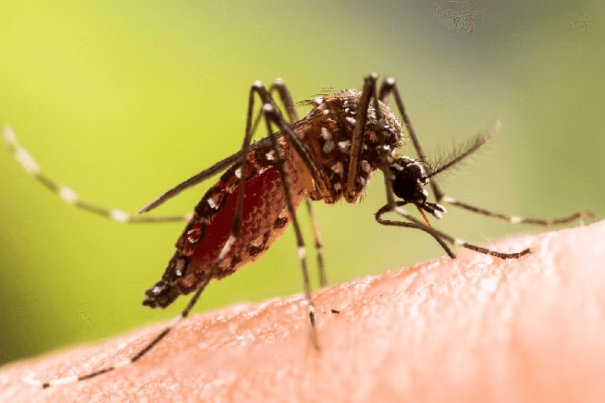 Muzaffarpur News: सावधान! ग्रामीण क्षेत्रों में तेजी से बढ़ रहे डेंगू के मामले, ऐसे करें बचाव