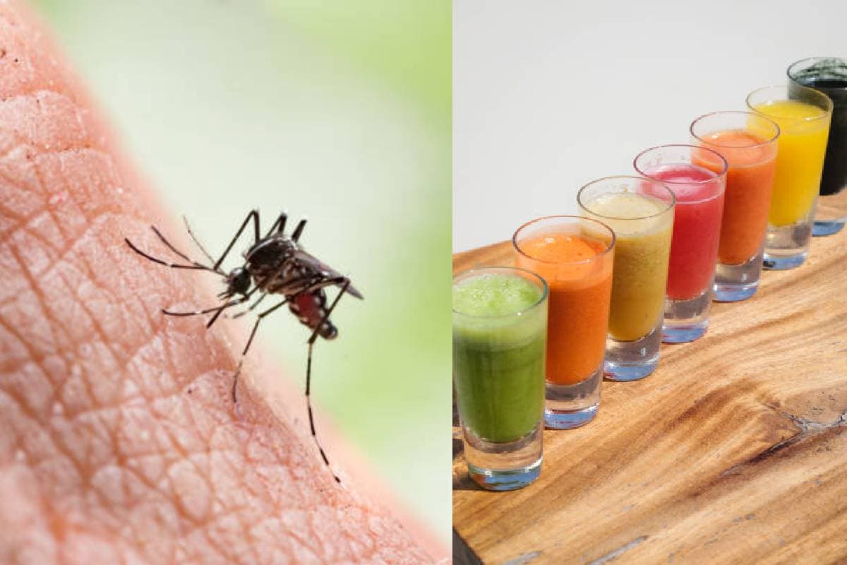 Dengue-Malaria Remedies: डेंगू-मलेरिया से बचने के लिए घर पर तैयार रखें ये 5 घरेलू उपाय