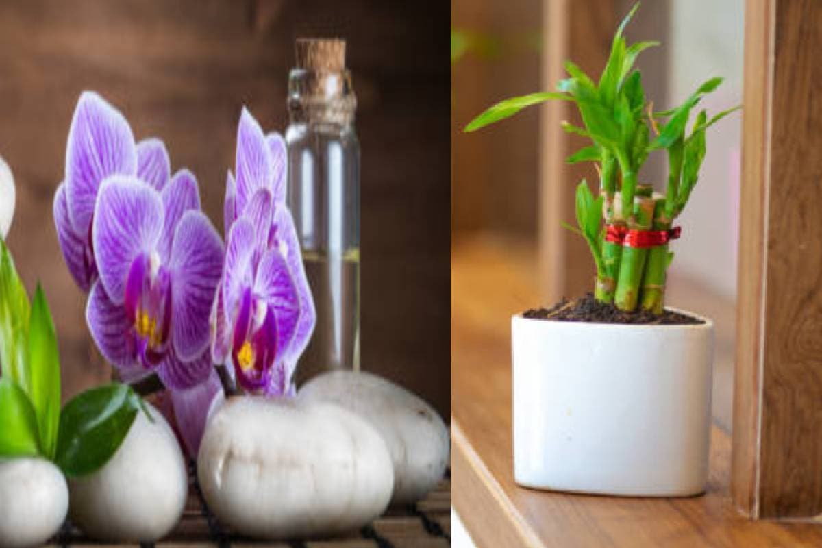 Lucky Bamboo Flower: 14 साल बाद खिला लकी बैम्बू का फूल, देखकर हैरान रह गए लोग