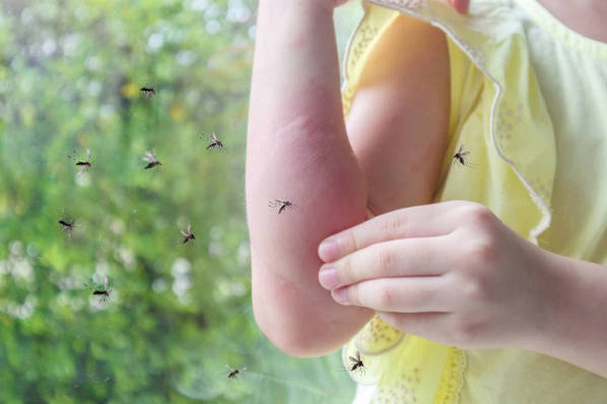 Mosquitoes: अब घर में नहीं घुसेंगे मच्छर, बस करने होंगे ये काम