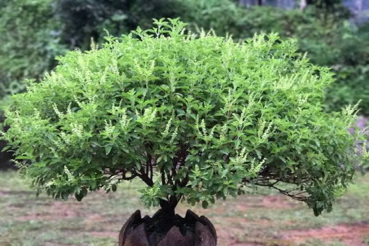 How To Save Tulsi Plant: ठंड में तुलसी का पौधा सूखने से कैसे बचाएं? ये है आसान तरीका