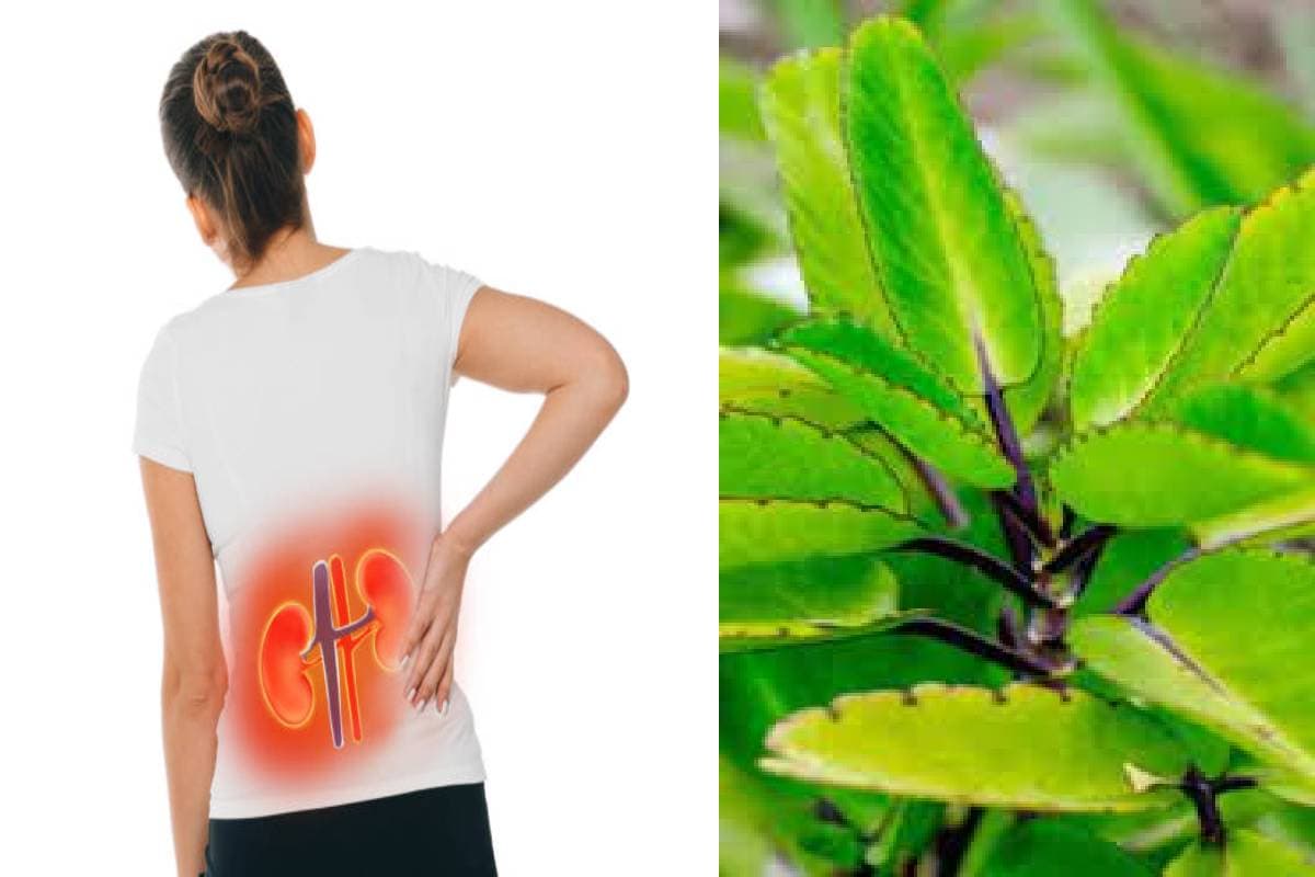 Health Tips: पथरी गलाता है पत्थरचट्टा का पत्ता, इस्तेमाल करने का जानें सही तरीका