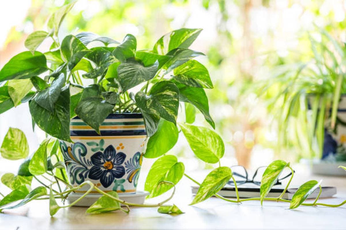 How to Save Money Plant: बार-बार सूख जाता है मनी प्लांट, फॉलो करें ये ट्रिक्स, हमेशा रहेगा हरा भरा