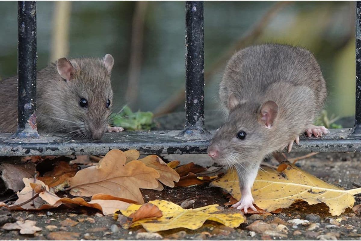 West Bengal : चूहों ने कुतरे बिजली के तार, काशीपुर श्मशान घाट पर 12 घंटे बंद रही चूल्ही