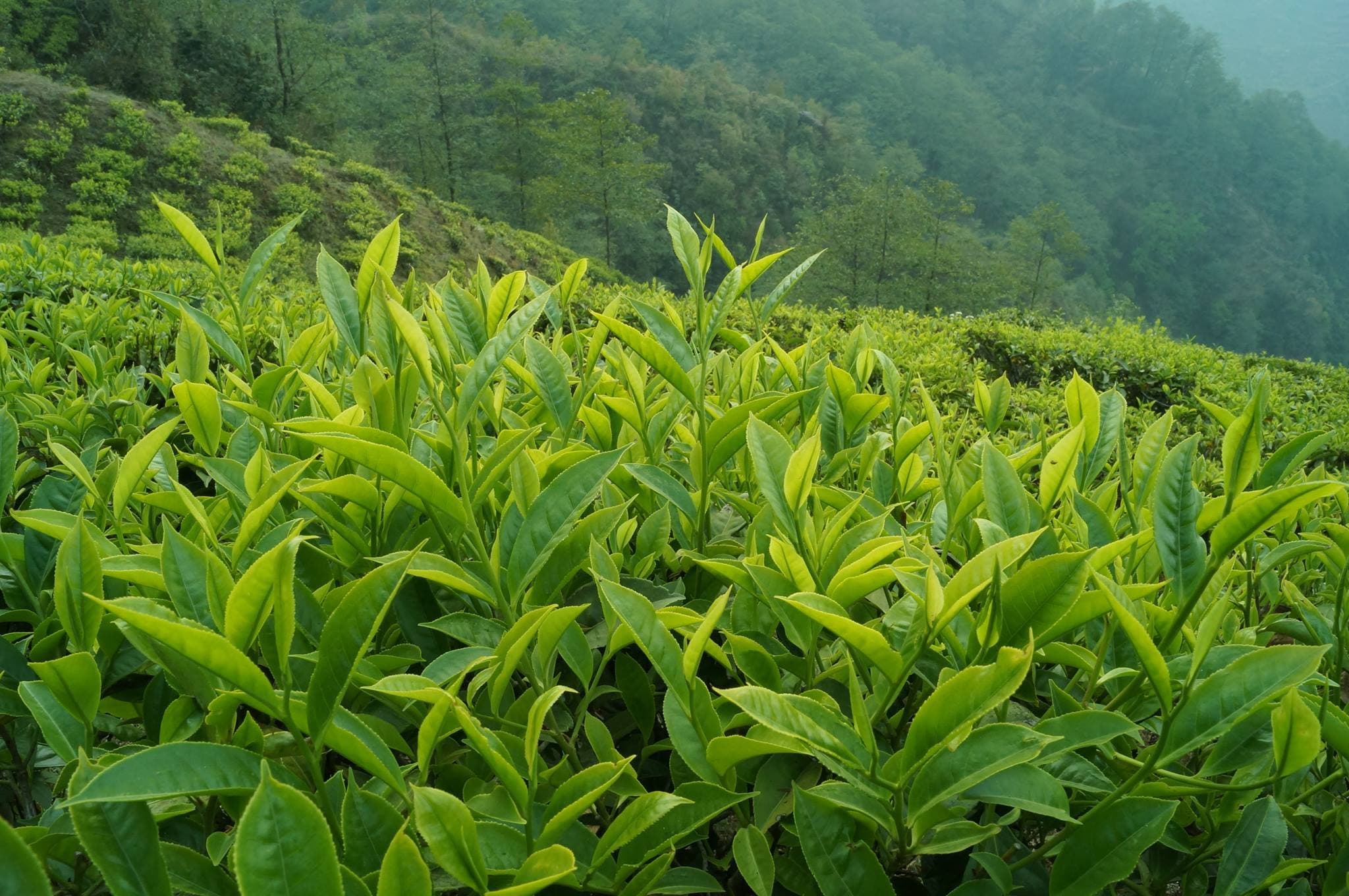 Tea of Assam : असम के चाय की कहानी : जानिए क्यों और कैसे हुई असम में चाय की खोज