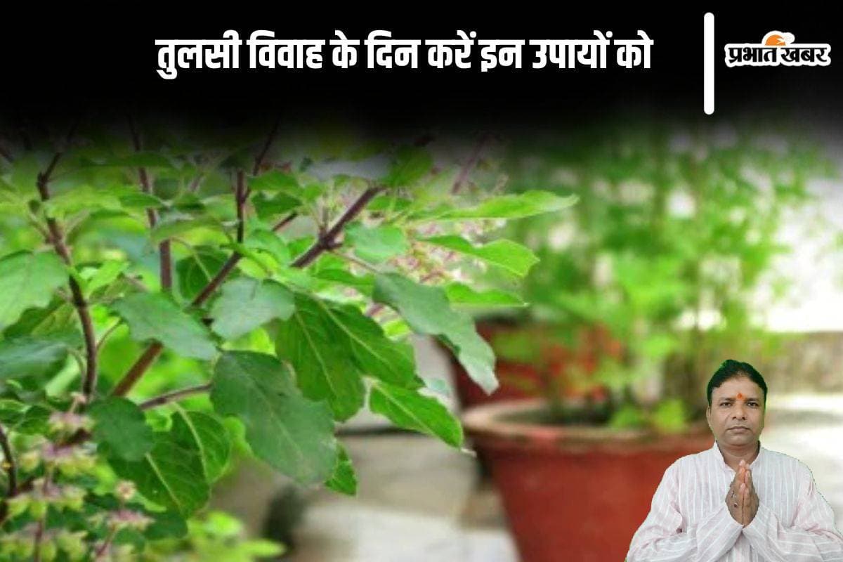 Tulsi Vivah ke Upay: तुलसी विवाह के दिन करें ये अचूक उपाय, परेशानी होगी दूर