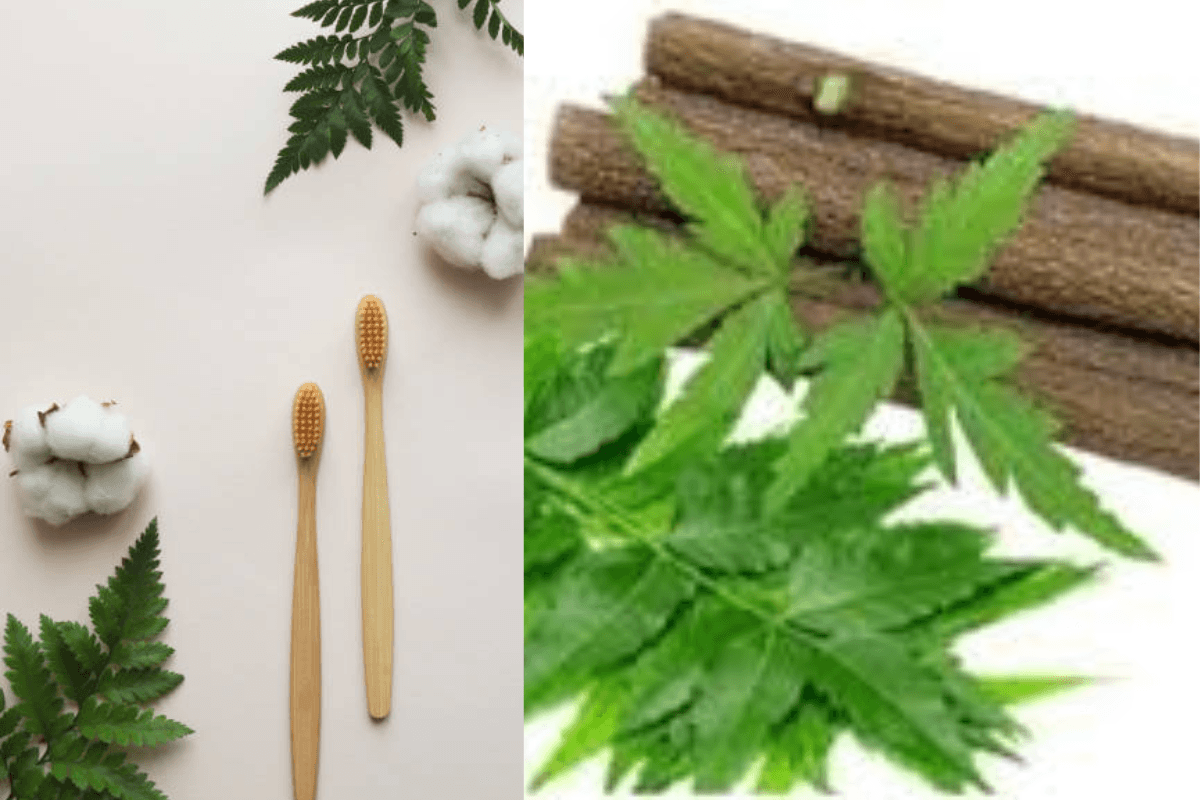 Dental Health: दांतों और मसूड़ों की मजबूती के लिए जानिए दातुन के चमत्कारी फायदे