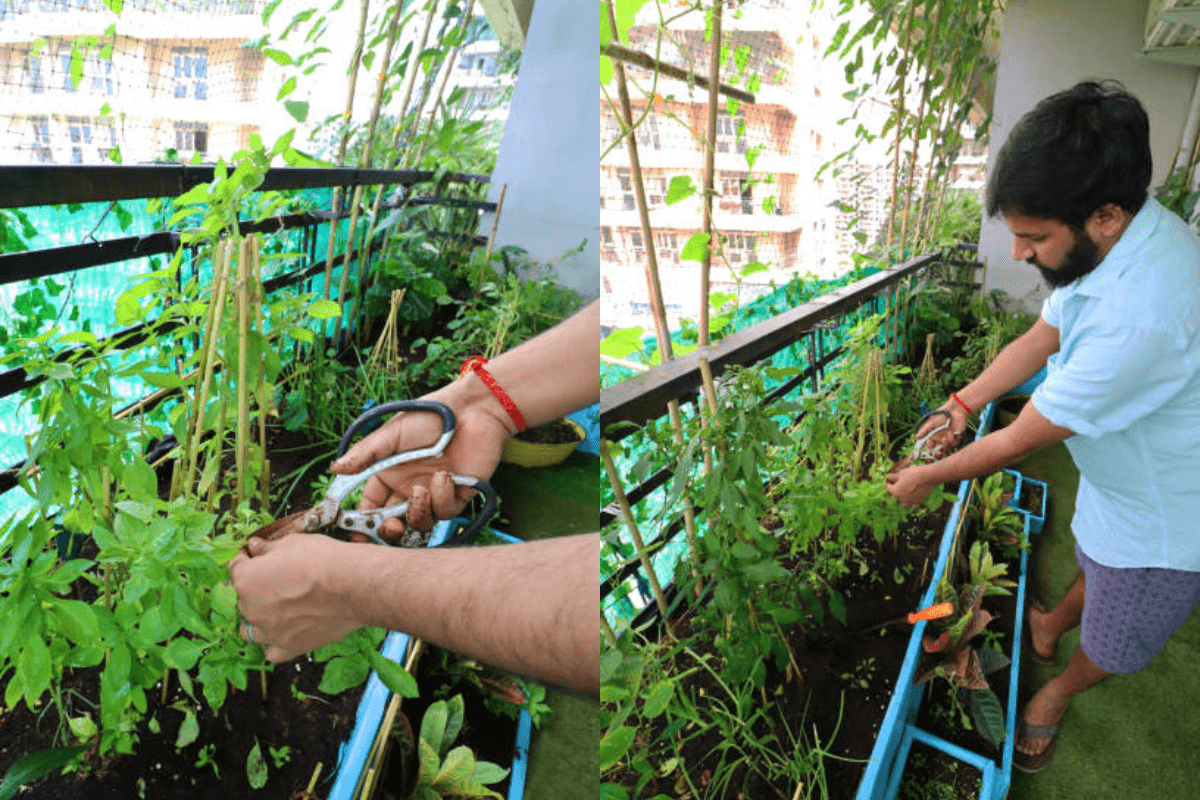 Home Gardening: घर की छत, बाउंड्रीज या घर के छोटे हिस्से में खेती से बचाए पैसा और लाए अपने खाने में जायका