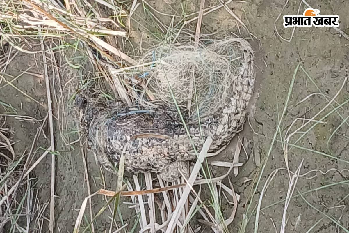 Video: बिहार के तिरहुत नहर में मछुआरों के जाल में फंसा मरा हुआ बड़ा मगरमच्छ, देखकर दंग रह गए लोग