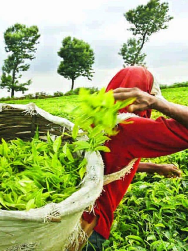 ‘Tea City’ बना बिहार का यह जिला, 50 हजार एकड़ में है बगान