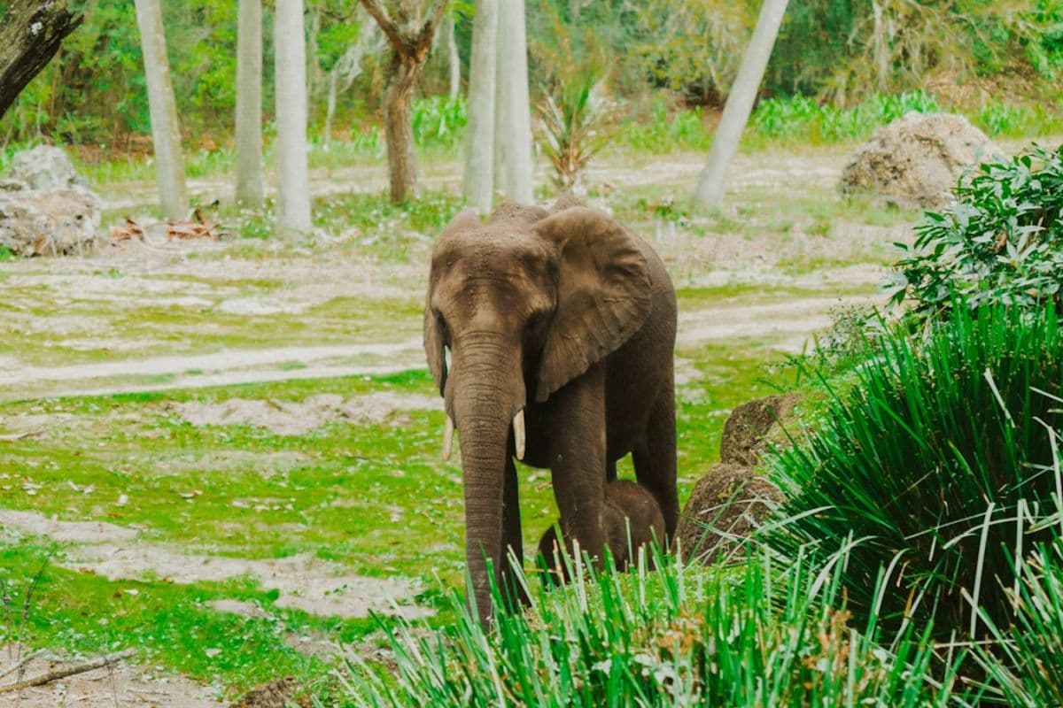 Garhwa News: तालाब से मिला हाथी के बच्चे का शव, मौत के कारणों हो रही जांच