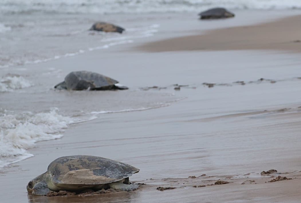 Bhubaneswar News: ओलिव रिडले कछुओं के संरक्षण के लिए सात माह तक तट पर मछली पकड़ने पर प्रतिबंध