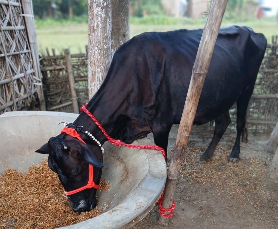 धूमधाम से मनाई गयी गोवर्धन पूजा