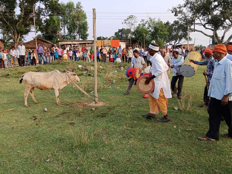 Giridih News :सरिया क्षेत्र में गोवर्धन पूजा संपन्न, बरद खूंटा मेले का आयोजन