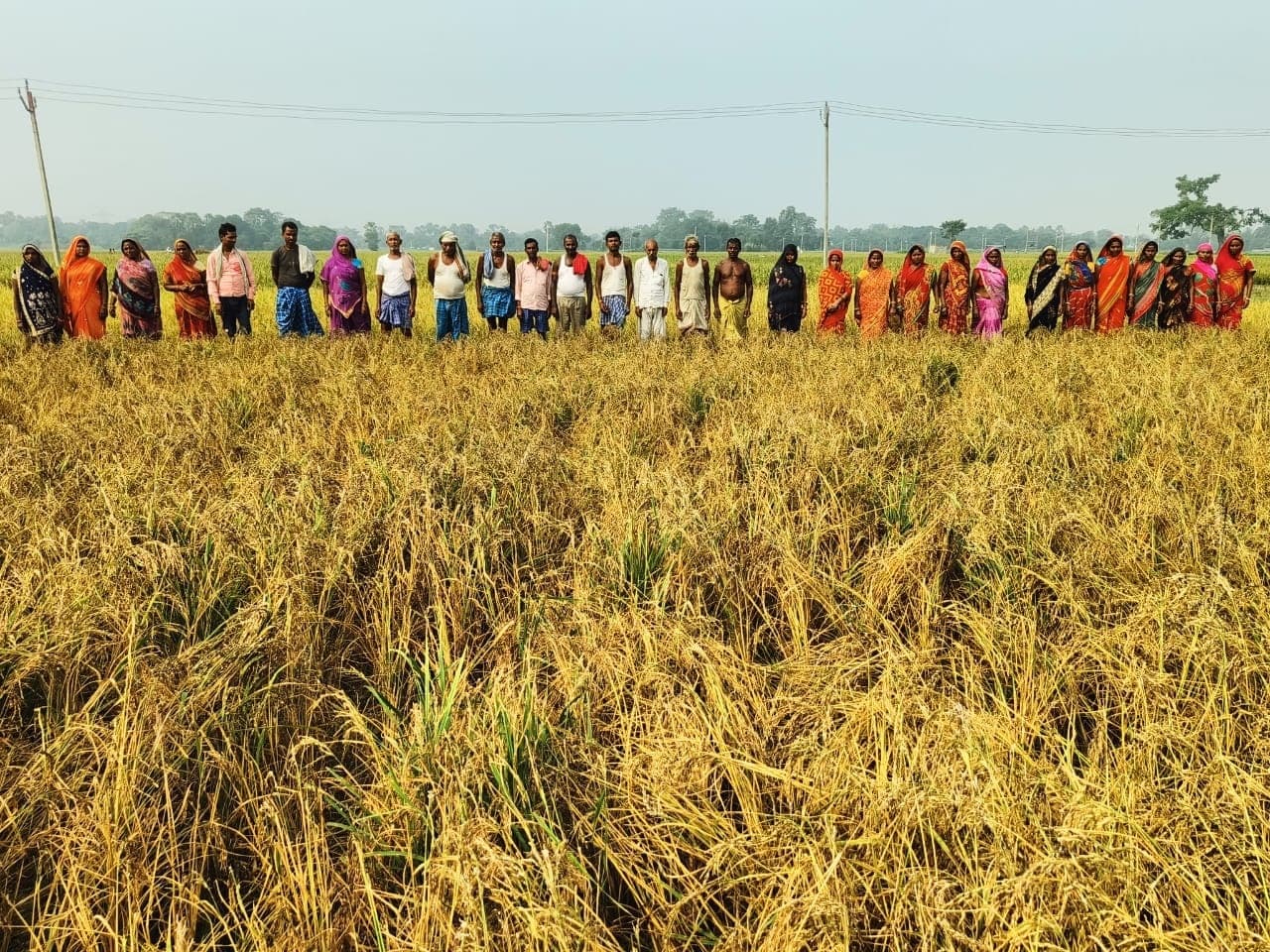 धान में दाना नहीं आने से किसानों पर टूटा आफत का पहाड़