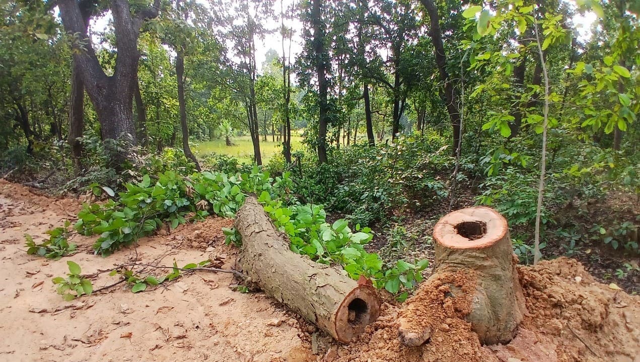 Sambalpur News: बामड़ा वाइल्ड लाइफ डिवीजन में ठेका संस्थान ने काटे 50 से अधिक पेड़, दो कर्मचारी गिरफ्तार