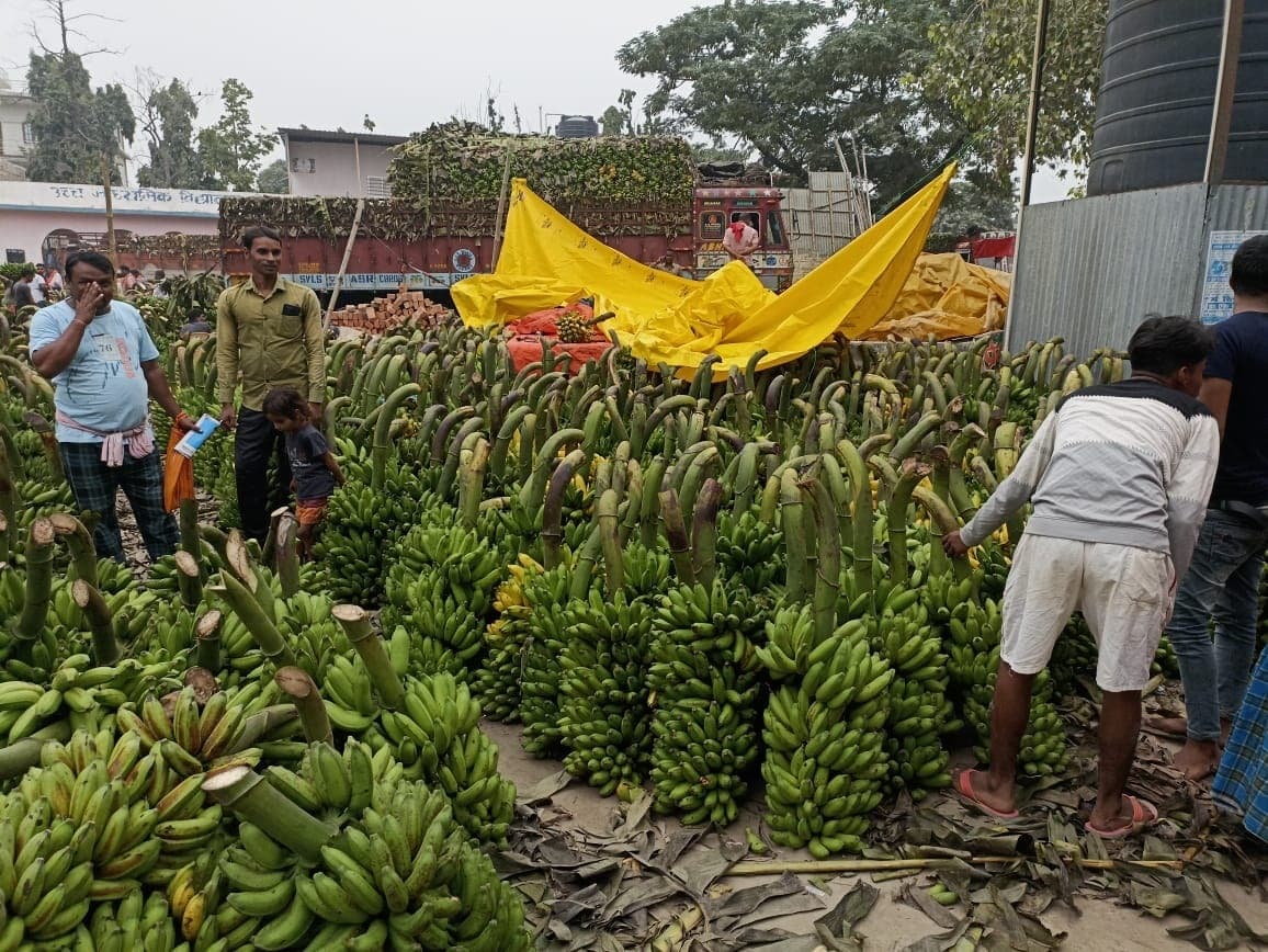 छठ पूजा पर चार दिनों में चार करोड़ के केला व्यवसाय की है उम्मीद