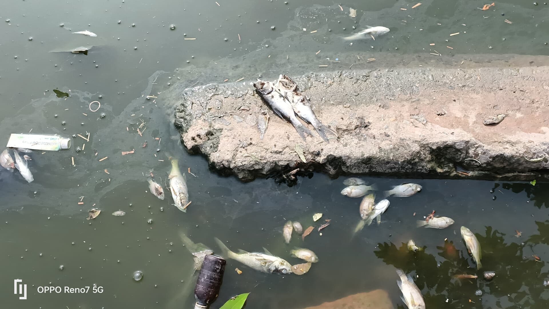 Darbhanga News: हराही के साथ दिग्घी तालाब की स्थिति भी नारकीय, उपला रही मरी मछलियां