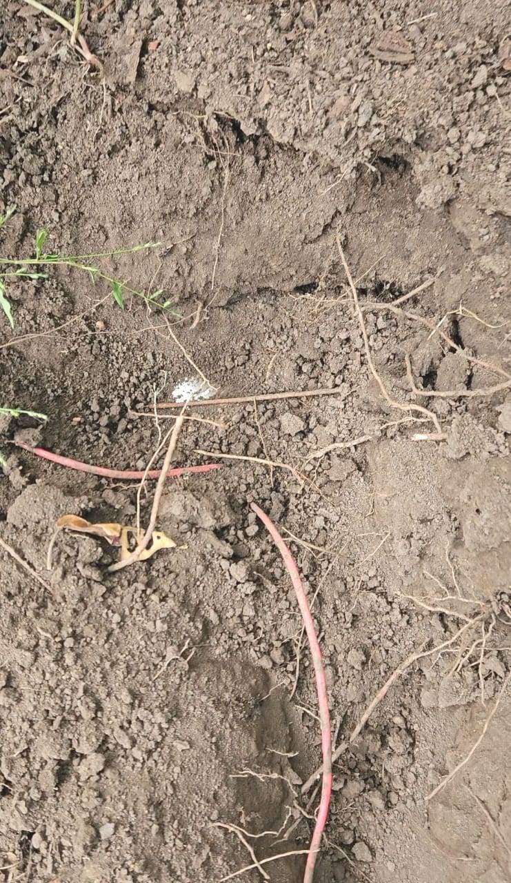 Aurangabad News : पचरुखिया जंगल से मिला पांच प्रेशर आइइडी