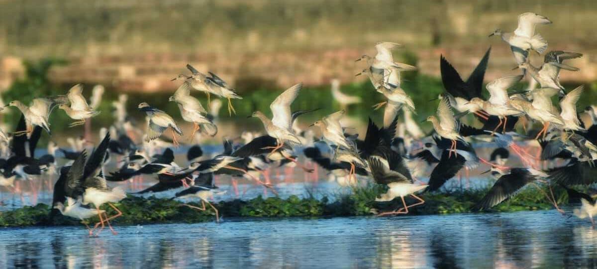 ठंड कम पड़ने से अबतक कम संख्या में पहुंचे प्रवासी पक्षी