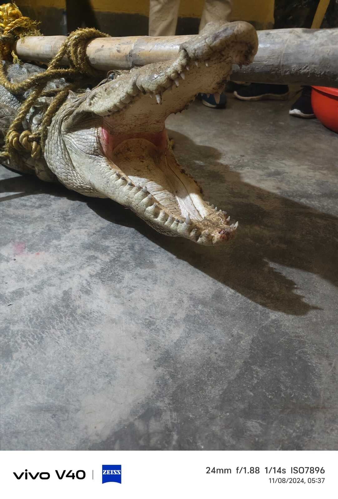 पकड़ा गांव से पकड़े गये मगरमच्छ को गंगा में छोड़ा