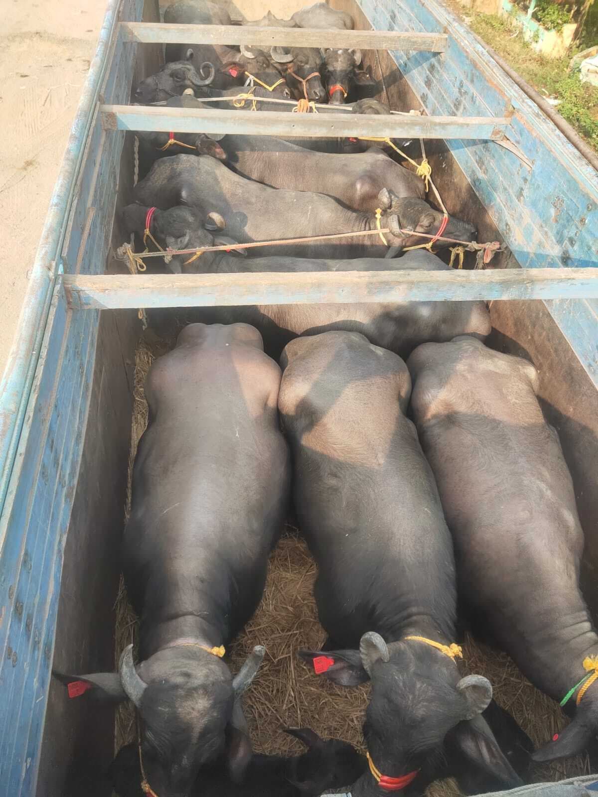 Giridih News: 60 मवेशी लदे तीन ट्रक जब्त, तीनों चालक हिरासत में