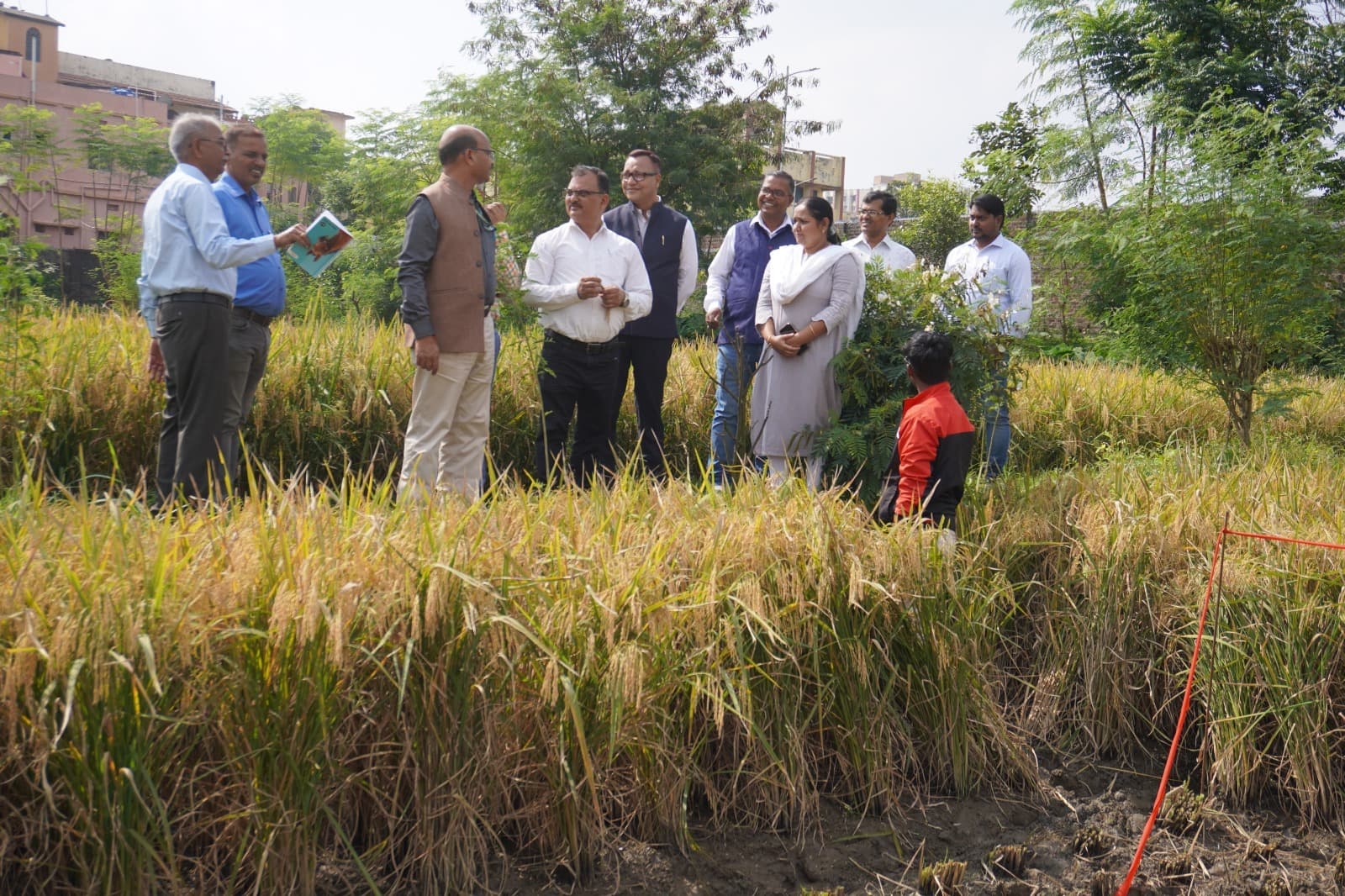 Ramakrishna Mission Ashram : एक हेक्टेयर में 72 क्विंटल धान उपजाया