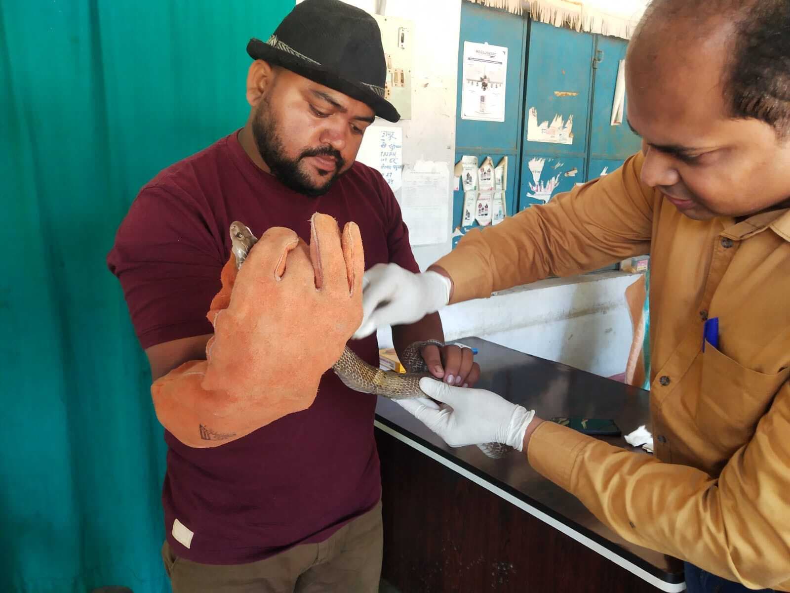 सर्प मित्र ने जख्मी कोबरा का रेस्क्यू कर कराया इलाज