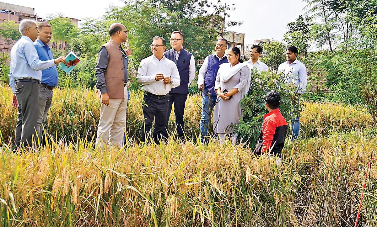 ranchi news : रामकृष्ण मिशन आश्रम ने प्राकृतिक खेती से एक हेक्टेयर में 72 क्विंटल धान उपजाया