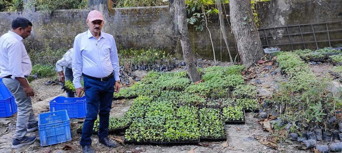 Aurangabad News : अनुदान पर मिल रहा सब्जी का पौधा