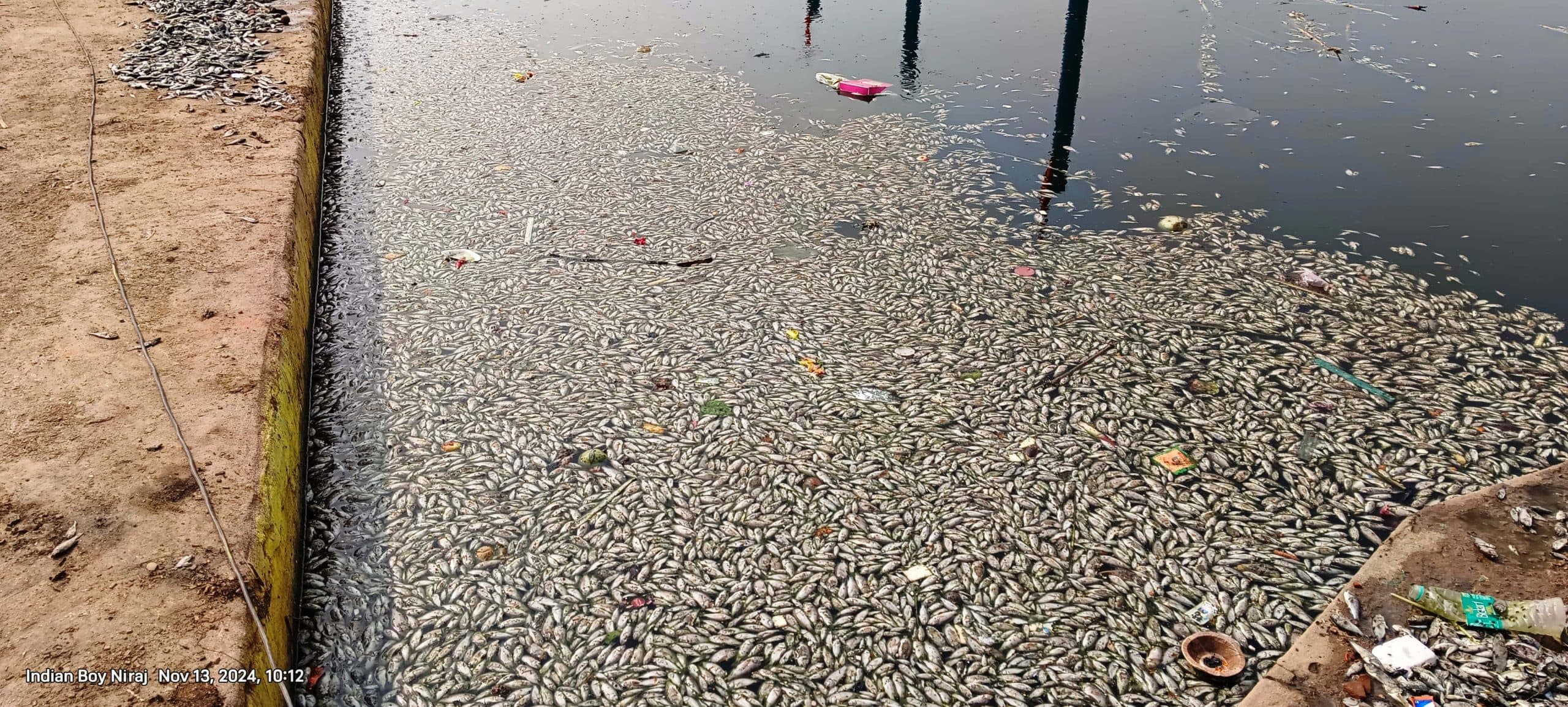 Aurangabad News : सूर्य कुंड तालाब में गंदगी से मरीं मछलियां