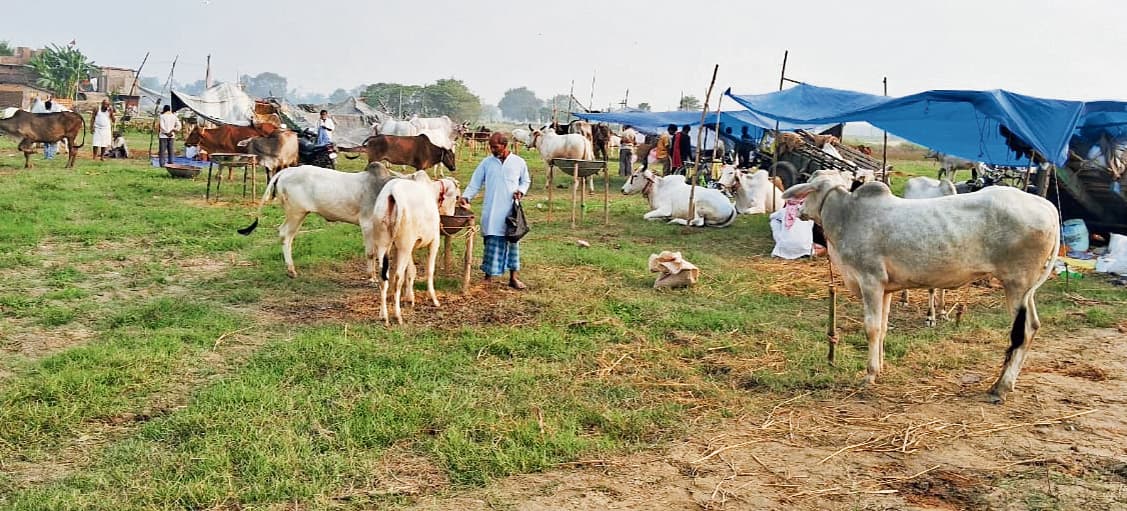 Chhapra News : उद्घाटन के साथ ही सोनपुर मेले के पशु बाजारों में बढ़ने लगी रौनक