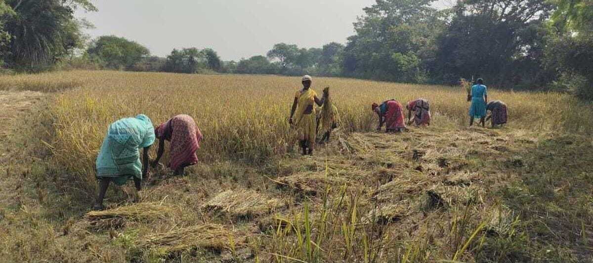 Ghatshila News : धनकटनी शुरू, चुनाव के कारण नहीं खुला धान क्रय केंद्र, किसान परेशान