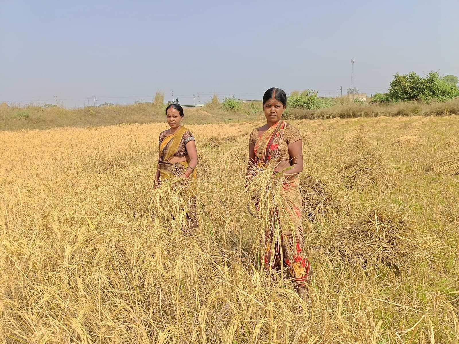 पिपरवार कोयलांचल में धान की कटाई जोरों पर