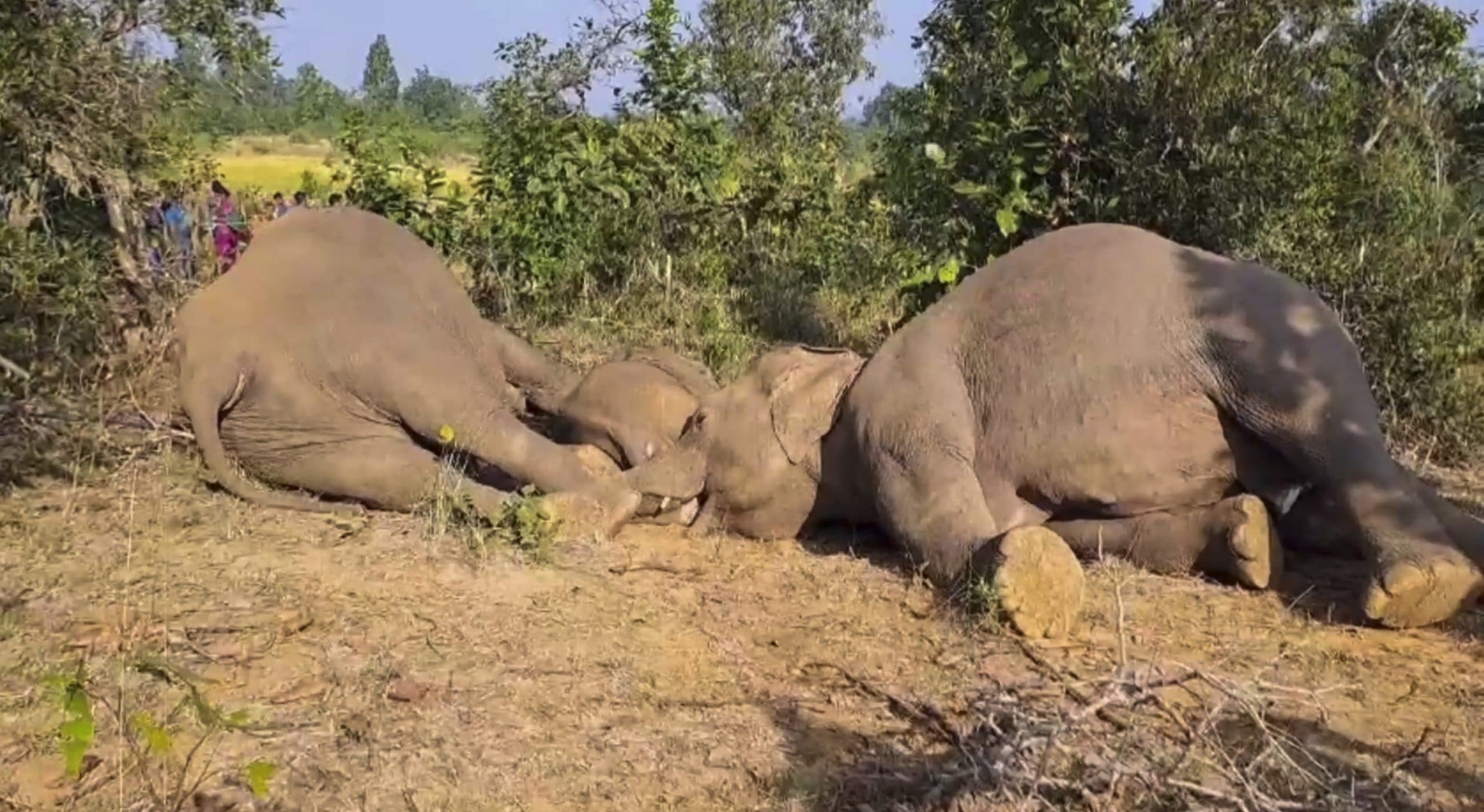 Sambalpur News: जंगली सूअर के लिए बिछाये गये बिजली के जाल में फंसने से तीन हाथियों की मौत