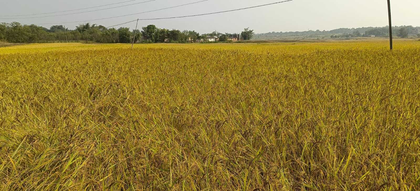 धान की बालियां देख किसानों के चेहरे खिलेे