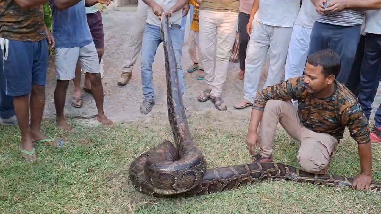 बीएमपी कैंप में मिला 16 फीट का अजगर, कर्मियों में दहशत
