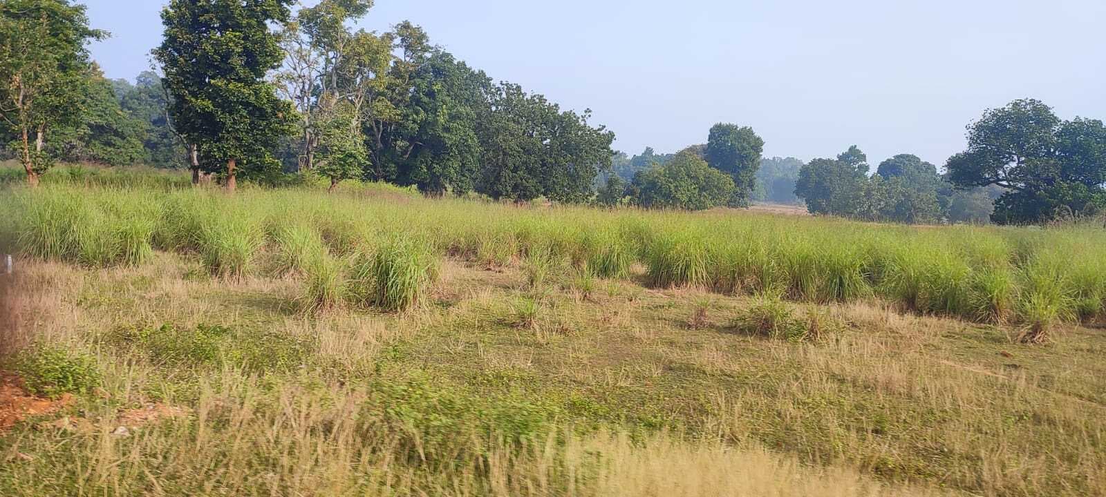 रनिया में लेमन ग्रास की खेती का नहीं मिल रहा लाभ