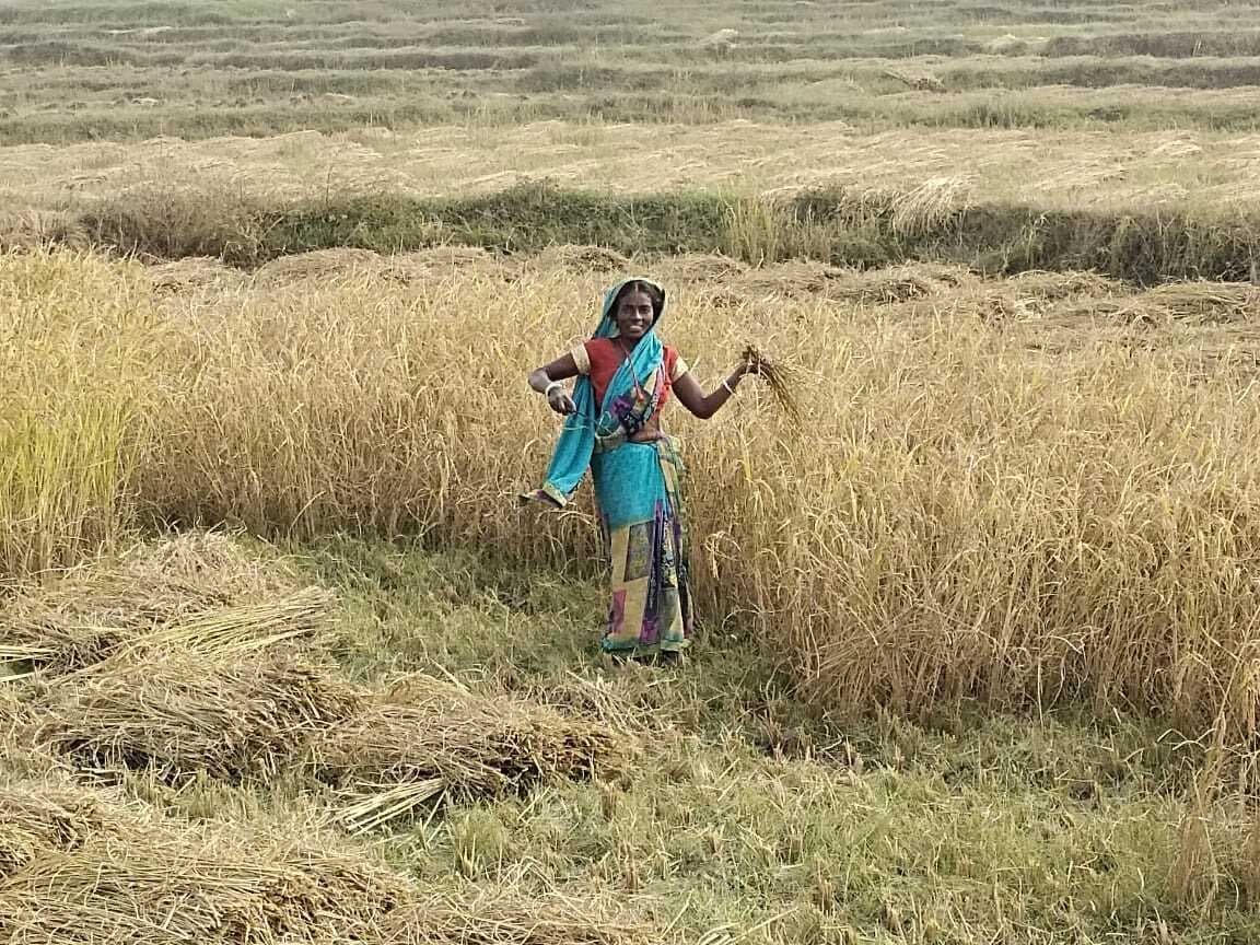 धान के खेतों में भी पसरा रहा सन्नाटा