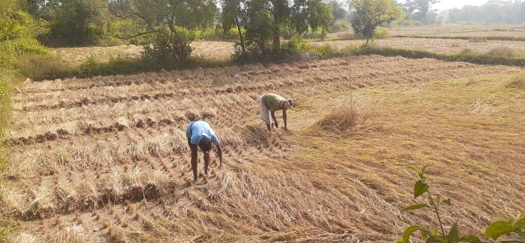 Ghatshila News : कटनी के बाद खेत से औने-पौने दाम में धान बेच रहे किसान