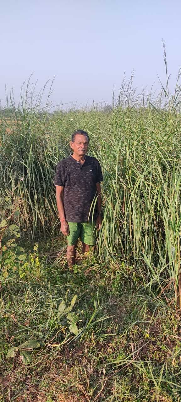 लेमन ग्रास से नहीं मिला लाभ, किसान मायूस